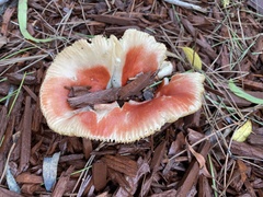 Russula rhodocephala