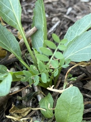 Vicia ludoviciana