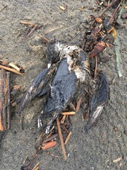 Synthliboramphus antiquus