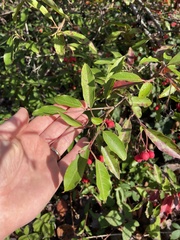 Photinia davidiana
