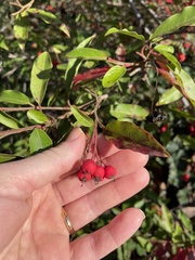 Photinia davidiana