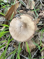 Coprinopsis uliginicola