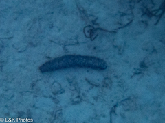 Holothuria mexicana