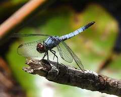 Brachydiplax denticauda