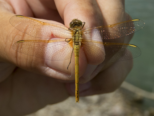 Saffron-winged Meadowhawk photographed in South Dakota
