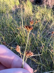 Rhynchospora fascicularis