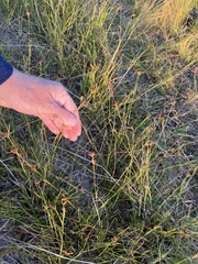 Rhynchospora fascicularis