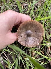 Coprinopsis uliginicola