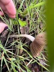 Coprinopsis uliginicola