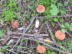 Leucoagaricus