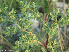 Euphorbia mesembryanthemifolia