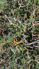 Sophora prostrata