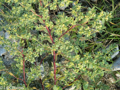 Euphorbia mesembryanthemifolia