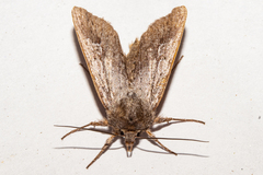 Physetica sequens