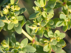 Euphorbia mesembryanthemifolia