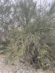 Parkinsonia microphylla