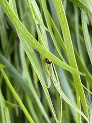 Serangium maculigerum