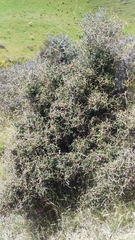 Sophora prostrata