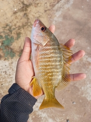 Lutjanus argentiventris
