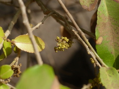 Putranjiva roxburghii