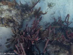 Amphimedon compressa