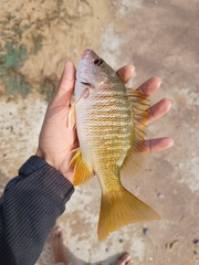Lutjanus argentiventris