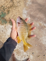 Lutjanus argentiventris