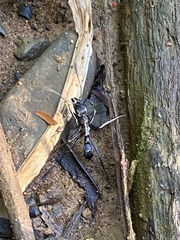 Neoponera obscuricornis