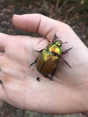 Anoplognathus viridiaeneus