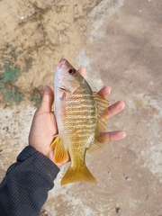 Lutjanus argentiventris