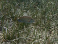 Acanthurus