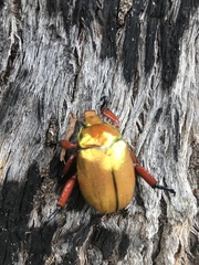 Anoplognathus viridiaeneus