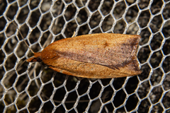Planotortrix