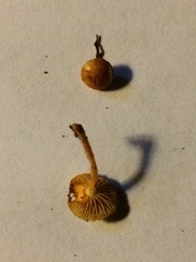 Pleuroflammula tuberculosa