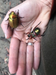 Anoplognathus viridiaeneus