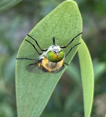 Scaptia