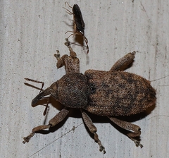 Aedemonini