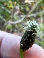 Fuirena scirpoidea
