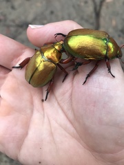 Anoplognathus viridiaeneus