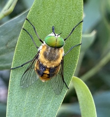 Scaptia