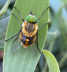 Scaptia