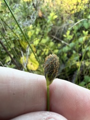 Fuirena scirpoidea