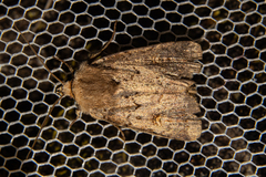 Proteuxoa tetronycha