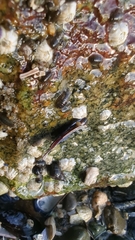 Gnorimosphaeroma oregonense