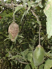 Brugmansia sanguinea