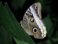 Caligo atreus