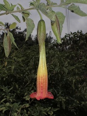 Brugmansia sanguinea