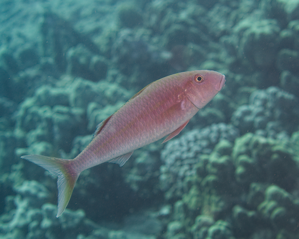 Orange goatfish (Mulloidichthys pfluegeri) — Mullidae