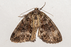 Pseudocoremia suavis