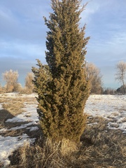 Juniperus californica